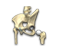Hip Arthroscopy